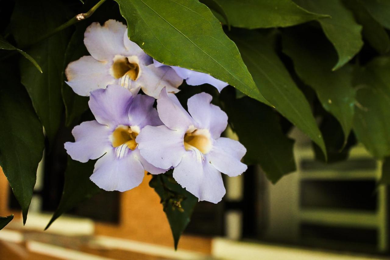 Casa Ka'A Hostel อูบาตูบา ภายนอก รูปภาพ